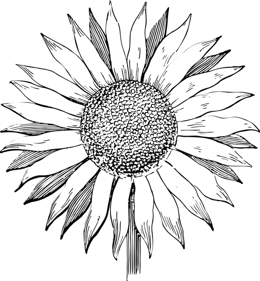 Sunflower Head Illustration